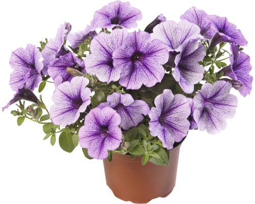 Pétunia en pot