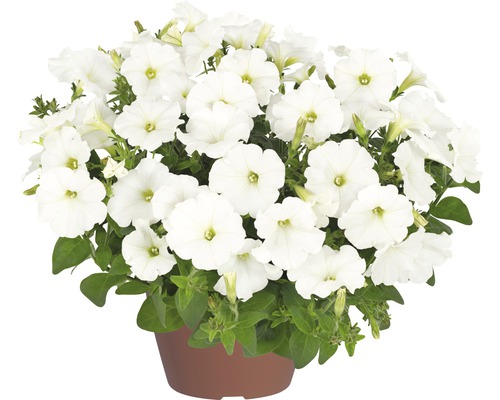 Pétunias retombants White Ray™ FloraSelf® pot de 12, blanc