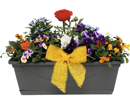 Blumenkasten bepflanzt mit verschiedenen Blumen und gelber Schleife