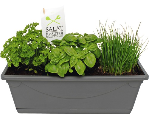 Boîte de fines herbes bio pour salade FloraSelf 38 cm