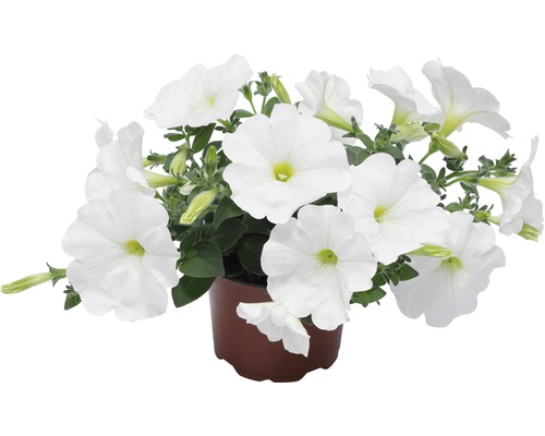 Pétunia 'petunia hybrida' blanc pot de 10,5 cm