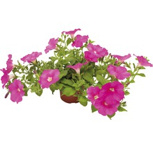 Pétunia en pot avec des fleurs roses