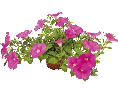 Pétunia en pot avec des fleurs roses