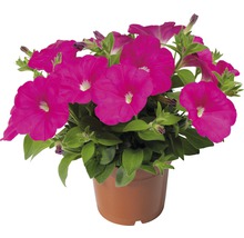 Pétunia en pot