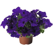 Petunie in einem Topf