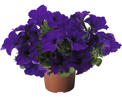 Pétunia 'petunia hybrida' bleu pot de 10,5 cm