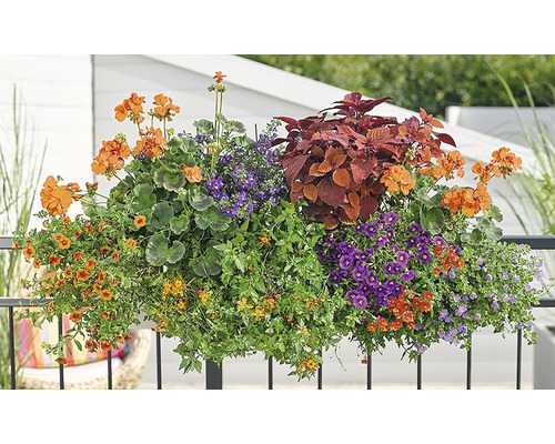 Jardinière décorative avec diverses fleurs d''été colorées sur un balcon.