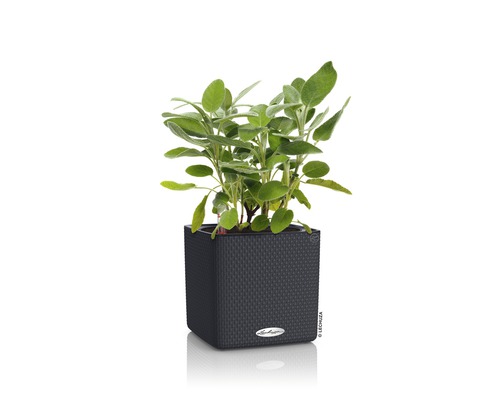 Sauge dans un pot de fleurs carré foncé.