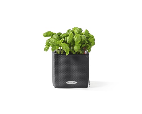 Basilic dans un pot de fleurs carré