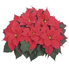 Roter Weihnachtsstern mit grünen Blättern
