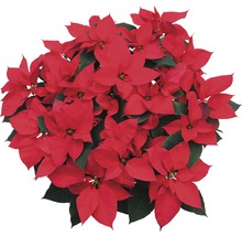 Weihnachtsstern Pflanze mit roten Hochblättern und grünen Blättern