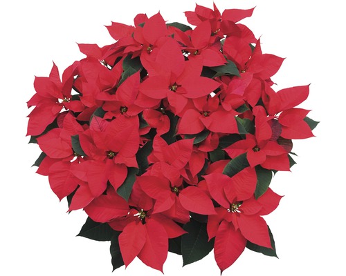 Poinsettia avec bractées rouges et feuilles vertes