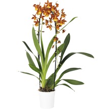 Cambria-Orchidee FloraSelf Cambria 'Catatante Cascade' H 50-60 cm Ø 12 cm Topf 1 Rispe-thumb-0