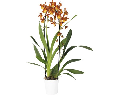 Cambria-Orchidee FloraSelf Cambria 'Catatante Cascade' H 50-60 cm Ø 12 cm Topf 1 Rispe-0