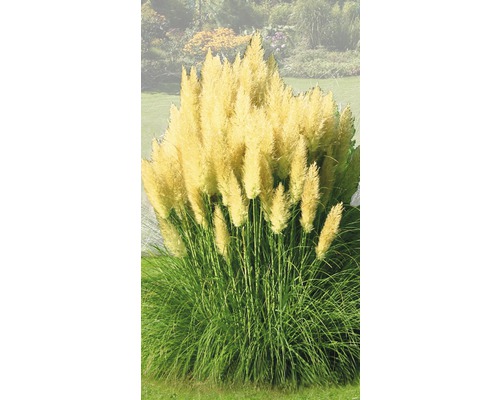 Herbe de la pampa FloraSelf Cortaderia selloana 'Evita' h 15-80 cm Co 3 l