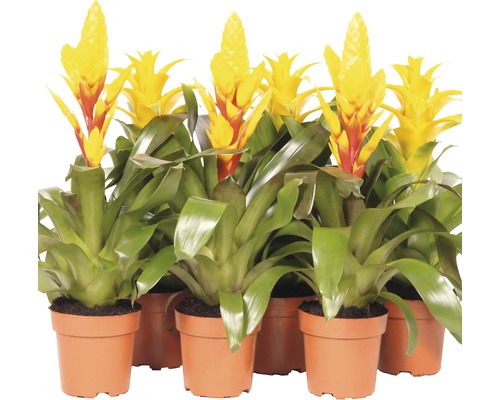 Mehrere Bromelienpflanzen in Töpfen mit gelben Blütenständen