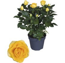 Zimmerrose FloraSelf Rosa Hybride 'Elouise' H 20-25 cm Ø 13 cm Topf gelb-thumb-1 Zimmerrose FloraSelf Rosa Hybride 'Elouise' H 20-25 cm Ø 13 cm Topf gelb-thumb-1
