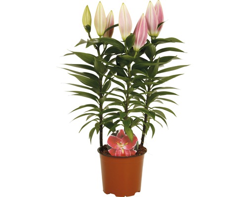 Lilie in einem Topf mit Blütenknospen