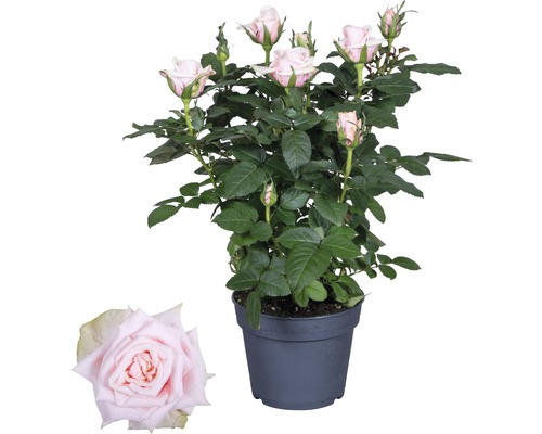 Rosier d'intérieur FloraSelf Rosa Hybrid 'Catalina' H 30-40 cm Ø 13 cm pot rose clair