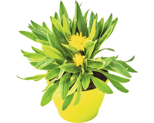 Strohblume Totally Yellow FloraSelf® 12er Topf, goldgelb
