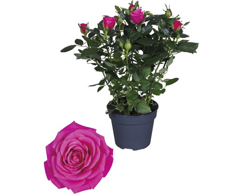 Rosa Regina H 33-39 cm