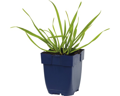 Plante en pot
