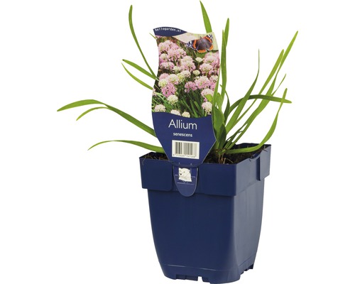 Allium senescens en pot