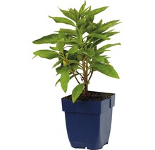 Jeune plant en pot