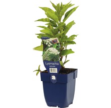 Lysimachia clethroides, plante en pot