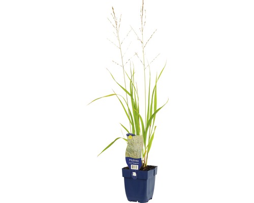 Hohes Pfeifengras FloraSelf Molinia arundinacea 'Transparent' H 10-40 cm Co 0,5 L Pfeifengras im Topf