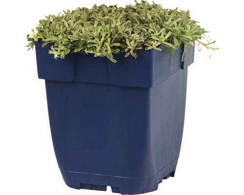 Pot de fleurs bleu avec plante verte