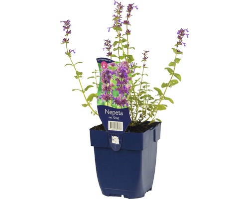 Chataire FloraSelf Nepeta racemosa 'Grog' h 5-30 cm Co 0,5 l