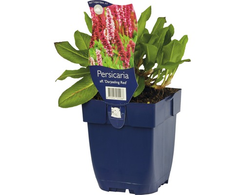 Plante de Persicaria affinis ''Darjeeling Red'' en pot
