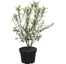 Arbuste ornemental fleuri en pot
