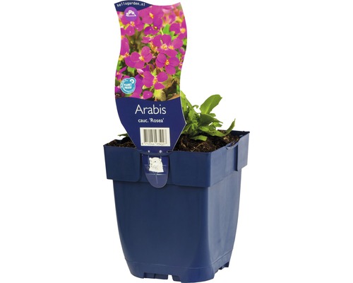 Kaukasus-Gänsekresse FloraSelf Arabis caucasica 'Rosea' H 5-10 cm Co 0,5 L rosa Arabis caucasica ''Rosea'' Pflanze in einem Topf