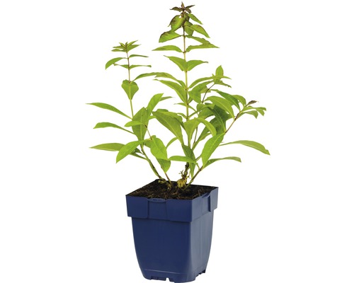 Pflanze im blauen Topf