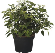 Gefülltblühende Gartenhortensie im Topf