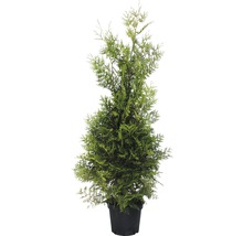 Lebensbaum FloraSelf Brabant 125-150 cm-thumb-0