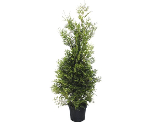 Lebensbaum FloraSelf Brabant 125-150 cm