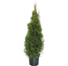 Lebensbaum FloraSelf Smaragd 125-150 cm-thumb-0