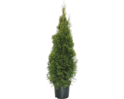 Lebensbaum FloraSelf Smaragd 125-150 cm