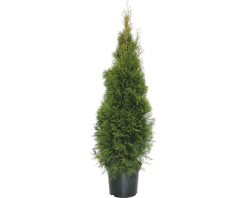 Thuja FloraSelf Smaragd 125-150 cm Thuya en pot