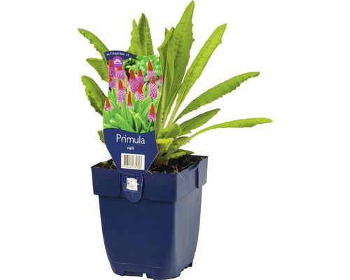 Primevère Vialii en pot