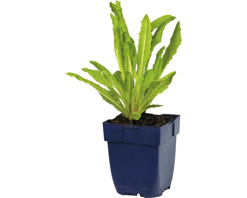 Plant de salade en pot