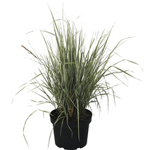 Herbe zébrée en pot