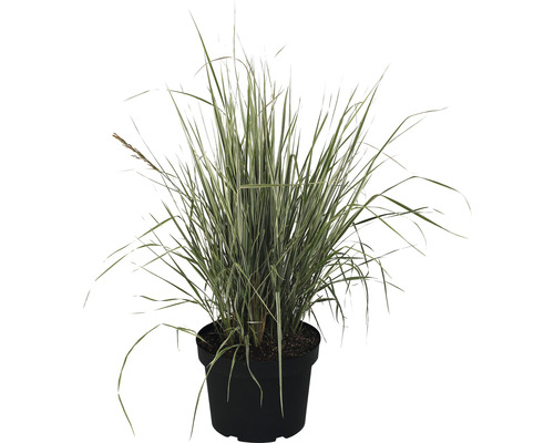 Herbe zébrée en pot