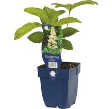 Rodgersia à feuilles de marronnier dans un pot