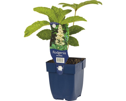 Kastanienblättriges Schaublatt FloraSelf Rodgersia aesculifolia H 5-20 cm Co 0,5 L Rosskastanienblatt Rodgersie in einem Topf