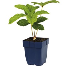 Jeune hortensia à feuilles de laurier en pot