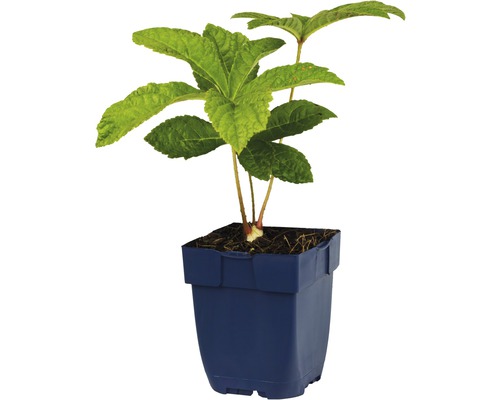 Junge Tellerhortensie im Topf